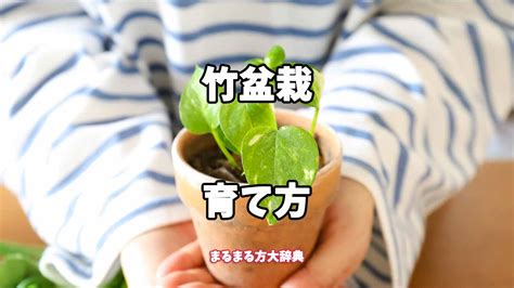 竹盆栽|【プロが解説】竹盆栽の育て方 